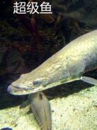 超級魚1