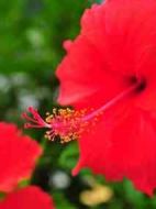 兩朵大紅花