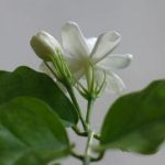 茉莉花