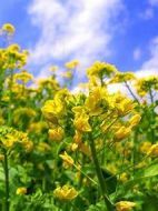 菜の花