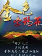 金色索瑪花海報(bào)