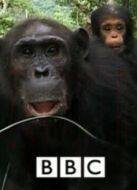BBC：黑猩猩家族的命運劇情介紹(1-4全集)