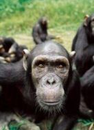 BBC：靈長動物的秘密生活劇情介紹(1-4全集)