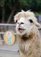 BBC:天才動物劇情介紹(1-2全集)