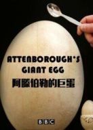 BBC：大衛(wèi)·愛登堡的巨蛋海報